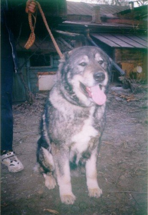 Dog Photo