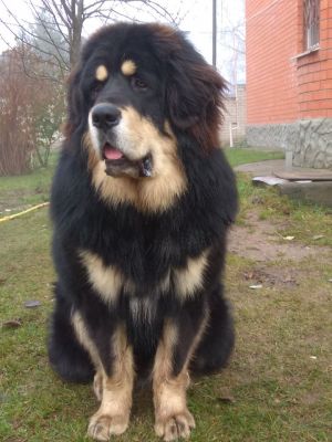 Dog Photo