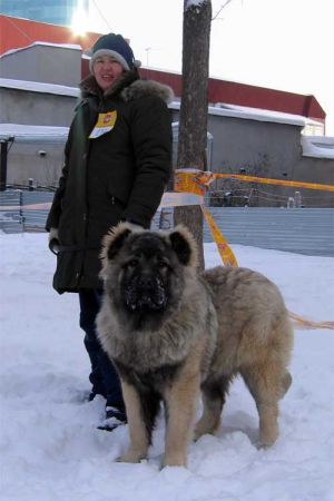 Dog Photo