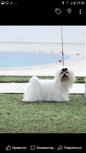 Dog Photo