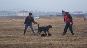 Dog Photo