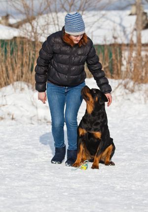 Dog Photo