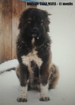 Dog Photo