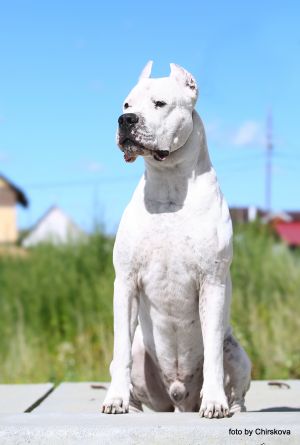 Dog Photo