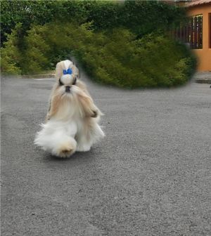 Dog Photo