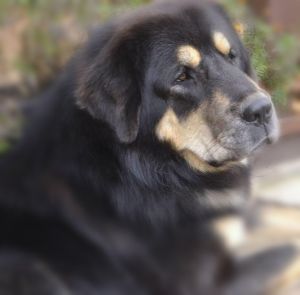 Dog Photo