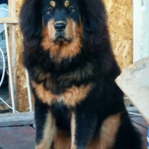 Dog Photo