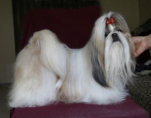 Dog Photo