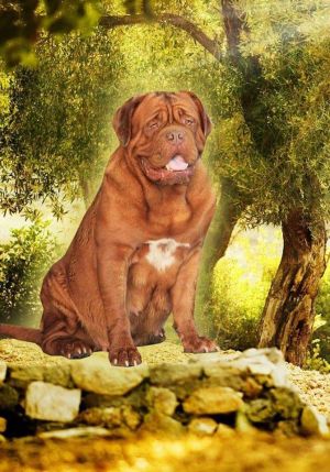 Dog Photo