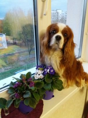 Dog Photo
