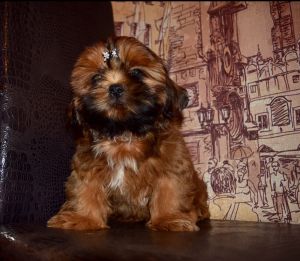 Dog Photo