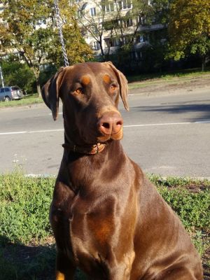 Dog Photo