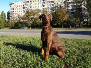 Dog Photo