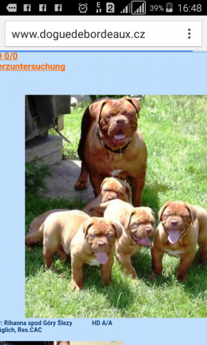 Dog Photo