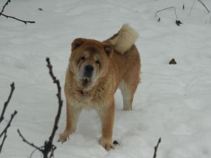 Dog Photo