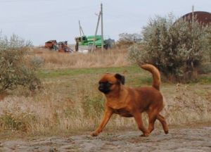 Dog Photo