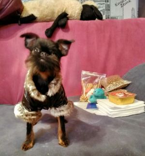 Dog Photo