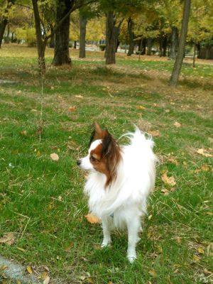 Dog Photo