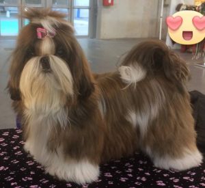 Dog Photo