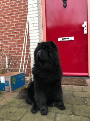 Dog Photo