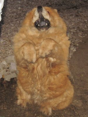 Dog Photo