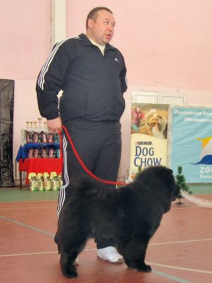 Dog Photo
