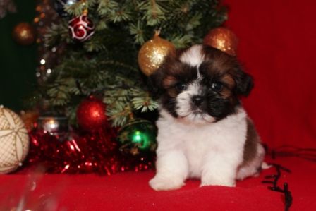 Dog Photo