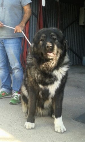 Dog Photo