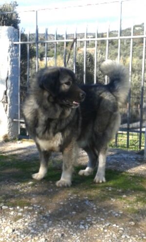 Dog Photo