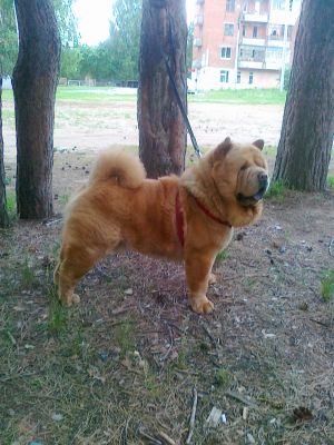 Dog Photo