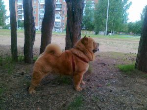 Dog Photo
