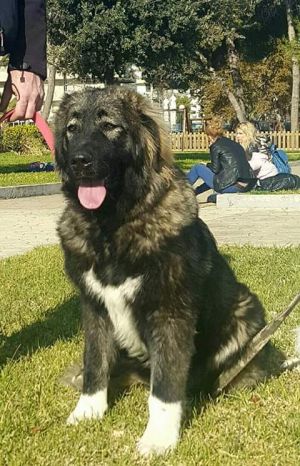 Dog Photo
