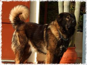 Dog Photo