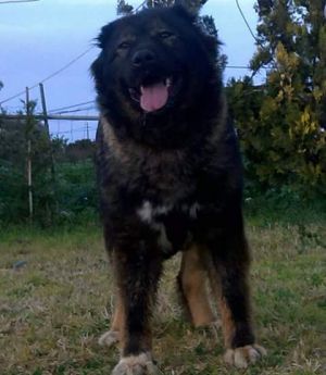 Dog Photo