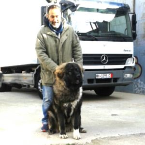 Dog Photo