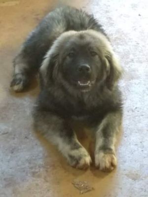Dog Photo