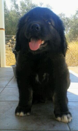Dog Photo