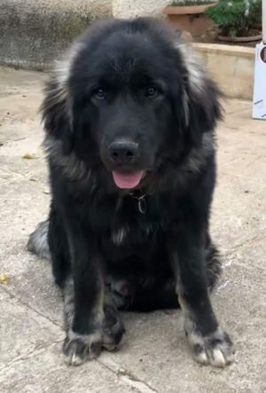 Dog Photo