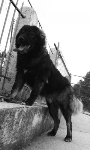 Dog Photo