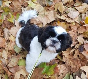 Dog Photo