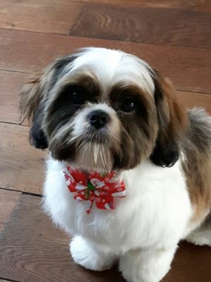 Dog Photo
