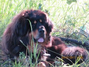 Dog Photo