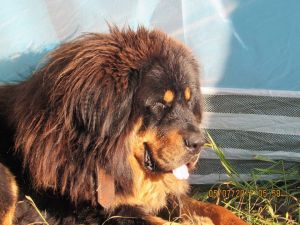 Dog Photo