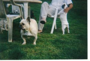 Dog Photo