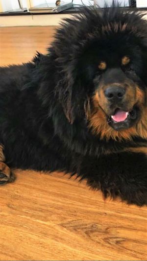 Dog Photo