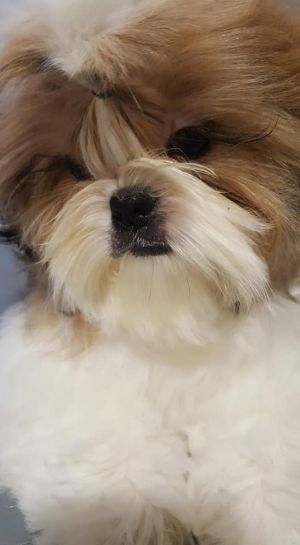 Dog Photo