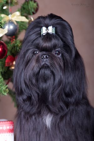 Dog Photo