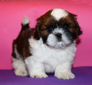 Dog Photo