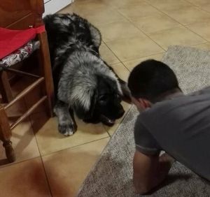Dog Photo