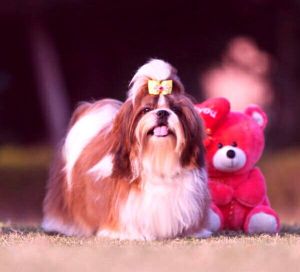 Dog Photo